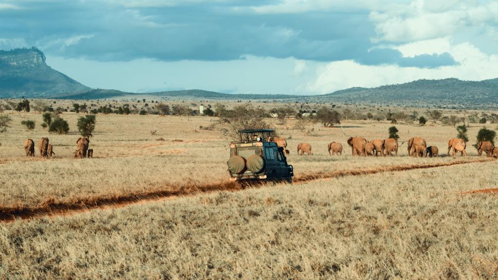 Jeep with wild animals