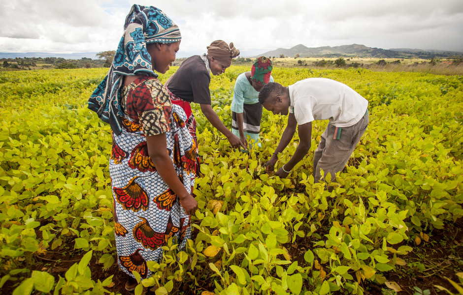 Tanzania soybean farm