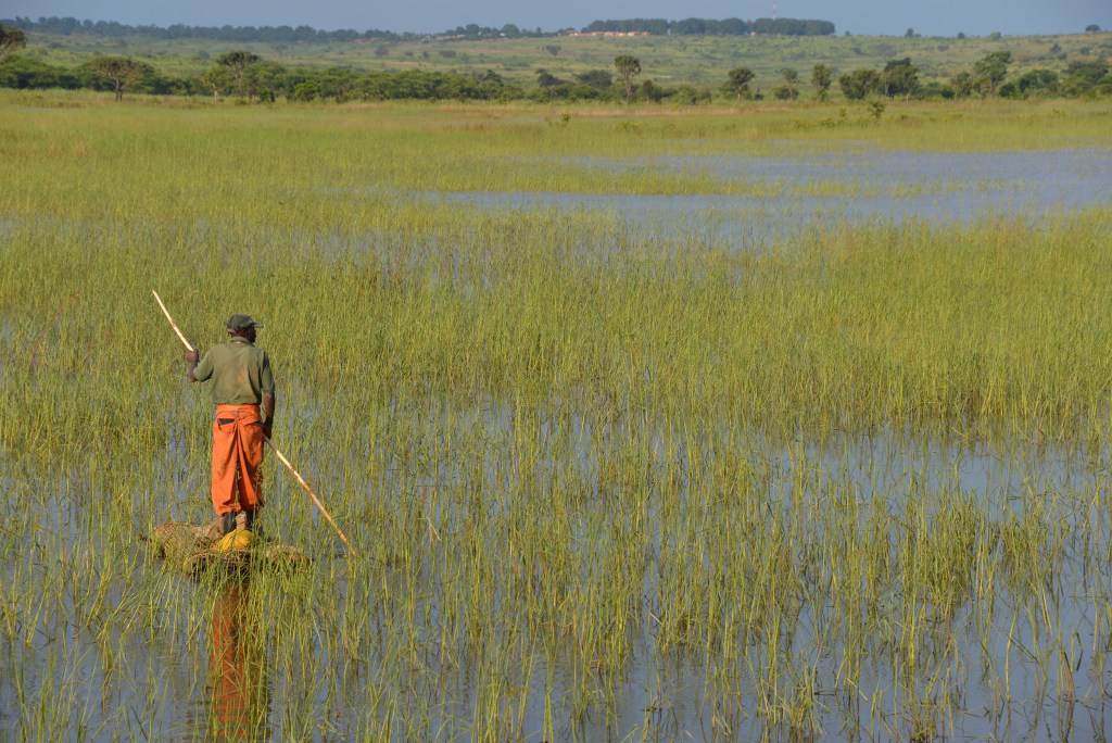 Farmer standing in water and grass